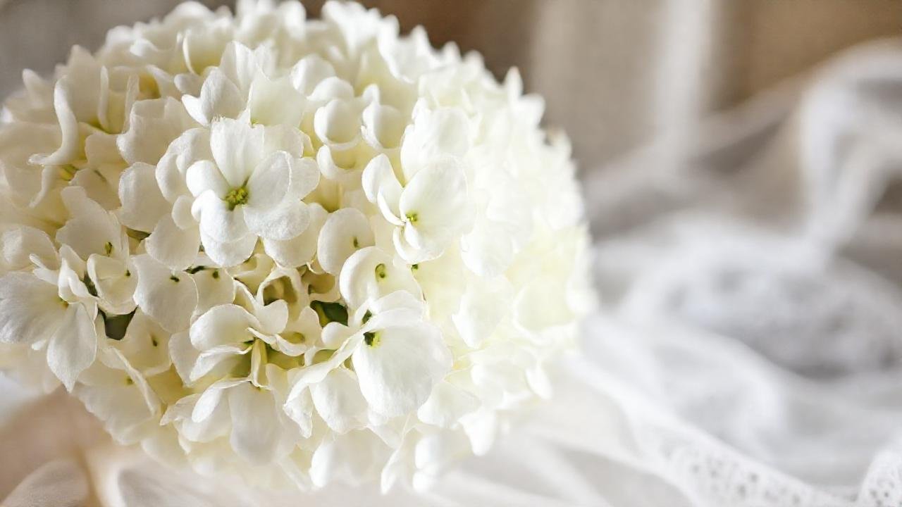 Hortensias blancas evocan un romance etéreo